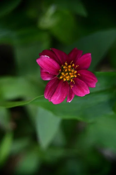 花园里生长着美丽的粉红色花朵 自然的概念 — 图库照片