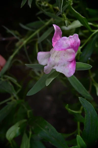 Gyönyörű Rózsaszín Virágok Nőnek Kertben Természet Koncepció — Stock Fotó