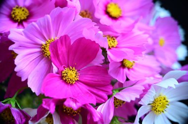 Siyah arkaplanda güzel beyaz ve pembe çiçekler