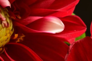 Bahçedeki güzel kırmızı çiçeğin yakın görüntüsü