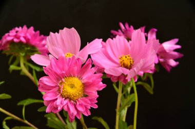 koyu arka plan üzerinde güzel pembe çiçekler