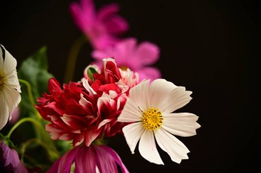 güzel beyaz, kırmızı ve pembe çiçekler siyah arkaplanda