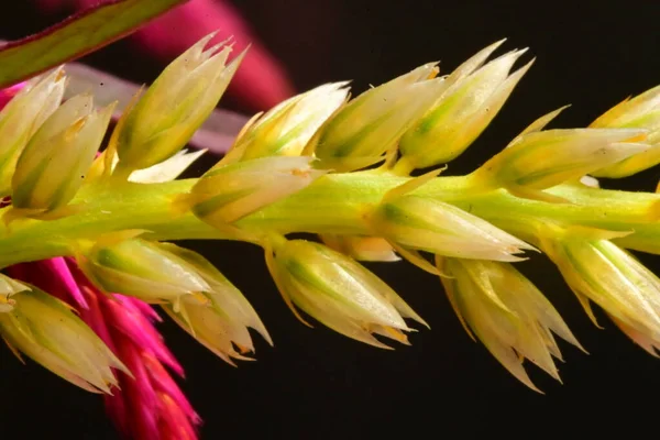 Красиві Квіти Целозії Вид Крупним Планом — стокове фото