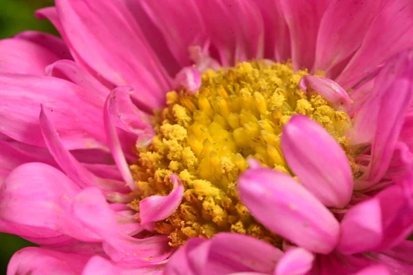 Vista Perto Bela Flor Rosa Amarela — Fotografia de Stock