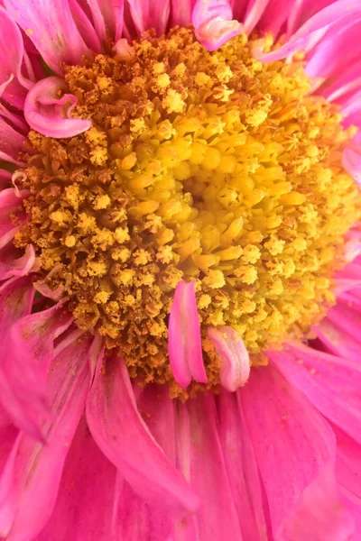 美しいピンクと黄色の花を間近に見ることができます — ストック写真