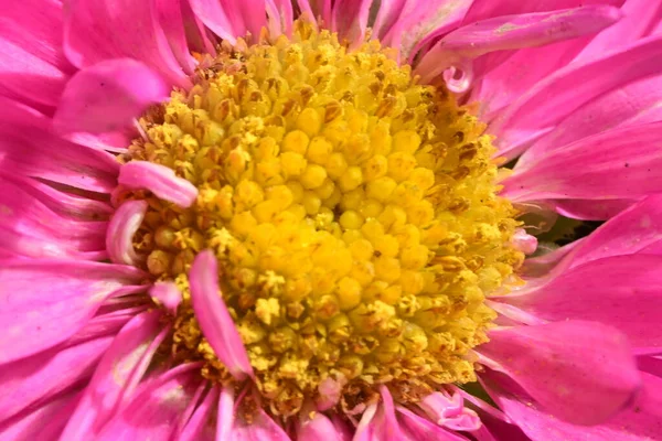 Bliska Widok Piękny Różowy Żółty Kwiat — Zdjęcie stockowe