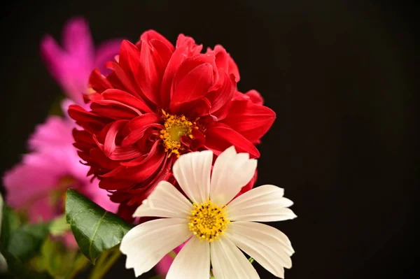Krásné Bílé Červené Růžové Květy Černém Pozadí — Stock fotografie