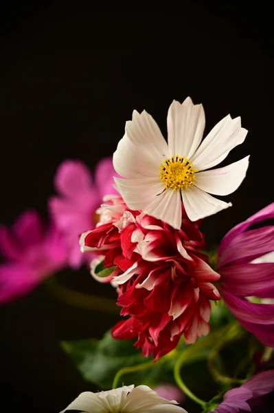 美しい白と赤とピンクの花を背景に — ストック写真