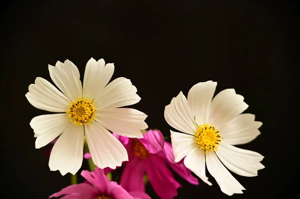 Schöne Weiße Und Rosa Blumen Auf Schwarzem Hintergrund — Stockfoto
