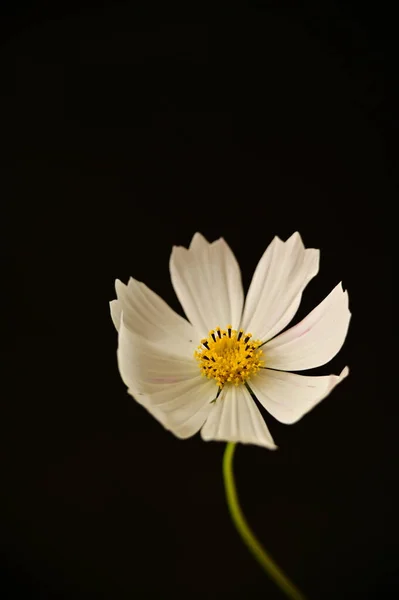 黑色背景的美丽的白花 — 图库照片