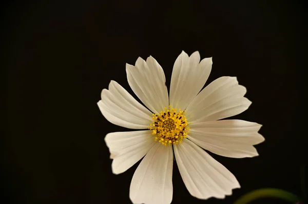 Siyah Arka Planda Güzel Beyaz Çiçek — Stok fotoğraf
