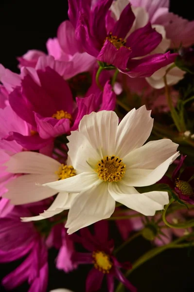 Mooie Witte Roze Bloemen Zwarte Achtergrond — Stockfoto