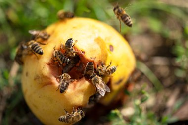Yazın güneşli bir günde bahçede ezilmiş armut üzerinde arılar.