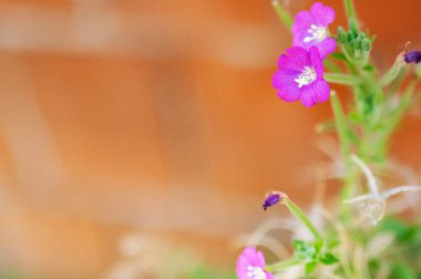 Bahçedeki güzel mor çiçeklerin yakın çekim görüntüsü