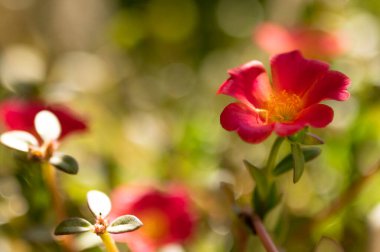 Bahçede yetişen güzel pembe çiçekler, doğa konsepti.