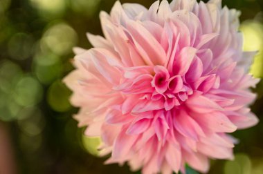 Bahçede yetişen güzel pembe çiçekler, doğa konsepti.