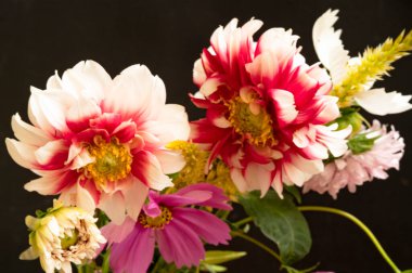 güzel beyaz, kırmızı ve pembe çiçekler siyah arkaplanda