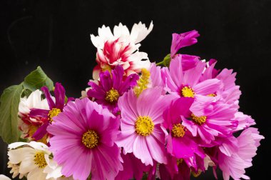 Siyah arkaplanda güzel beyaz ve pembe çiçekler