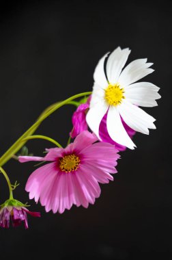 Siyah arkaplanda güzel beyaz ve pembe çiçekler