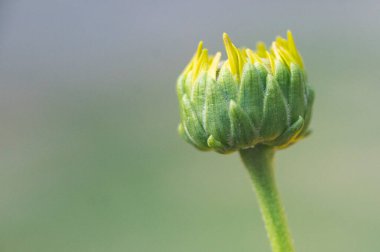 Bahçedeki güzel sarı çiçekleri kapat.