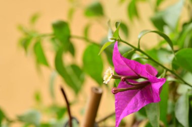 Bahçedeki güzel mor çiçeklerin yakın çekim görüntüsü