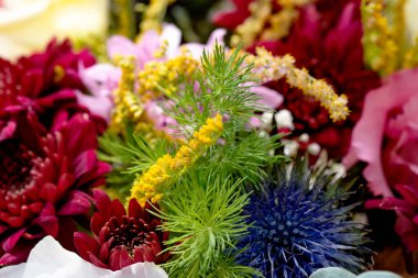 Güzel, parlak sonbahar çiçeklerini kapatın.