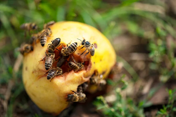 Pszczoły Zgniecionej Gruszy Ogrodzie Letni Słoneczny Dzień — Zdjęcie stockowe