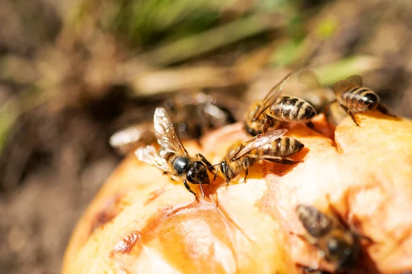 Pszczoły Zgniecionej Gruszy Ogrodzie Letni Słoneczny Dzień — Zdjęcie stockowe