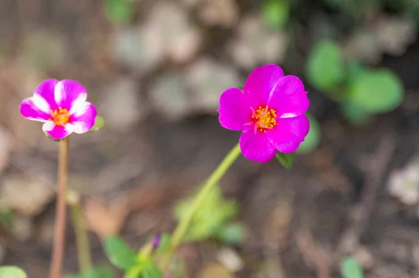 Bellissimi Fiori Rosa Che Crescono Giardino Concetto Natura — Foto Stock