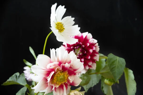 Close Beautiful Bright Autumn Flowers — Stock Photo, Image