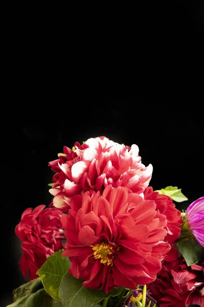 黑色背景上美丽的白色 红色和粉色花朵 — 图库照片