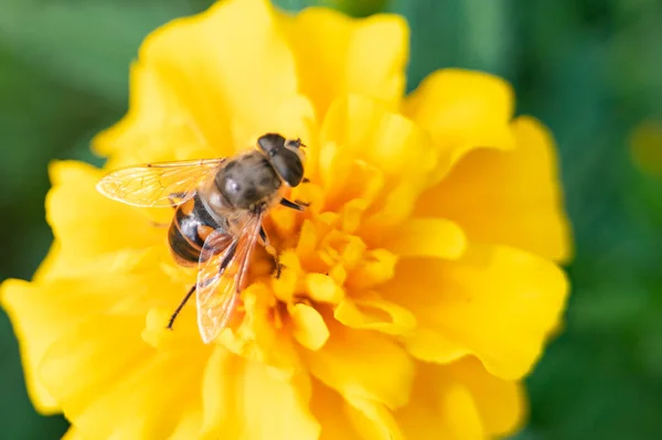 Abeille Assise Sur Une Fleur Jaune — Photo