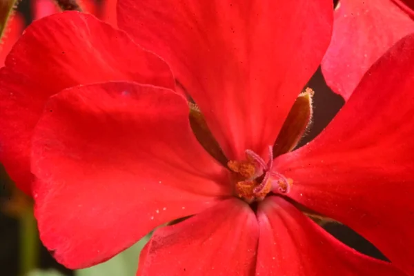 Vista Vicino Del Bellissimo Fiore Rosso Giardino — Foto Stock