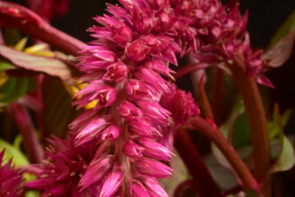 Schöne Celosia Blumen Nahsicht — Stockfoto