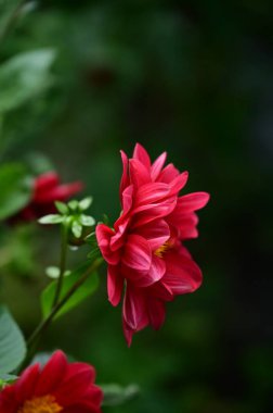 Bahçedeki güzel kırmızı çiçek