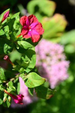 Bahçede yetişen güzel pembe çiçekler, doğa konsepti.