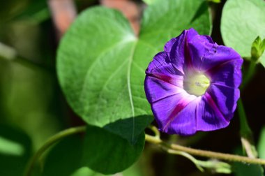 Bahçedeki güzel mor çiçeklerin yakın çekim görüntüsü