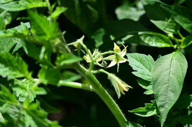 Bahçedeki güzel sarı çiçekleri kapat.