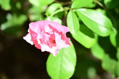 Bahçede yetişen güzel pembe gül, doğa konsepti.