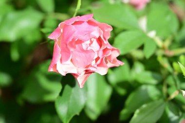 Bahçede yetişen güzel pembe gül, doğa konsepti.