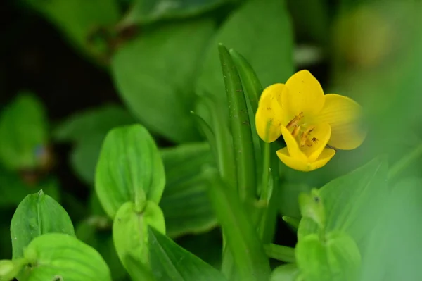 Vista Cerca Hermosas Flores Amarillas Jardín — Foto de Stock