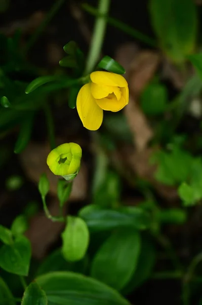 Nahaufnahme Von Schönen Gelben Blumen Garten — Stockfoto