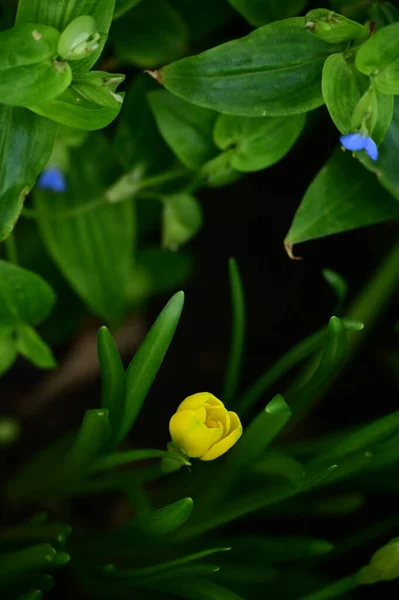 Hermoso Plano Botánico Fondo Pantalla Natural —  Fotos de Stock