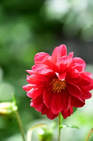 Bela Flor Vermelha Jardim — Fotografia de Stock