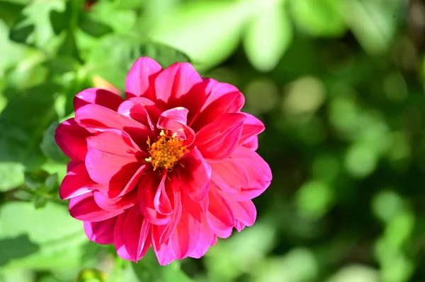 Belles Fleurs Roses Poussant Dans Jardin Concept Nature — Photo