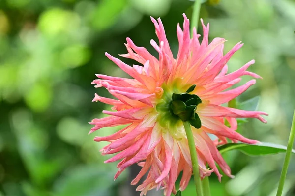 庭で育つ美しいピンクの花自然コンセプト — ストック写真