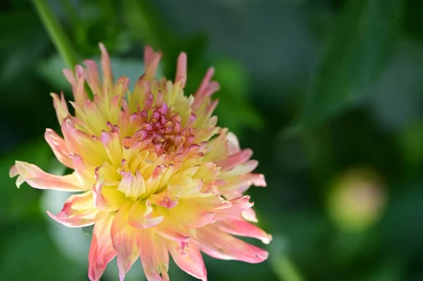 Hermosa Flor Color Rosa Amarilla Jardín — Foto de Stock
