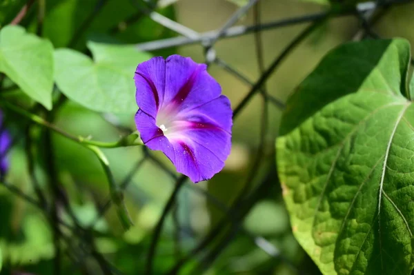 Вид Крупным Планом Красивых Фиолетовых Цветов Саду — стоковое фото