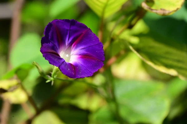 Vista Cerca Hermosas Flores Púrpuras Jardín —  Fotos de Stock