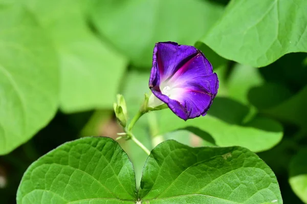 Vista Cerca Hermosas Flores Púrpuras Jardín — Foto de Stock